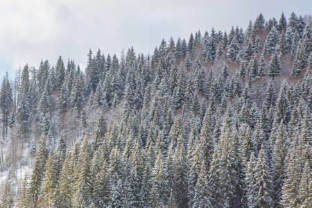 fir trees forestの写真素材