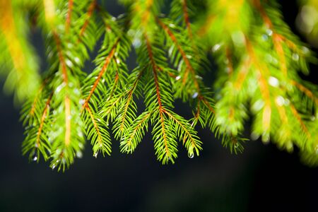 fir branches