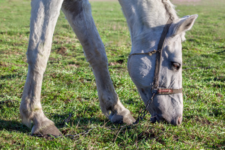 white horse grazingの写真素材