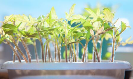 tomato seedlings in a flowerpotの写真素材