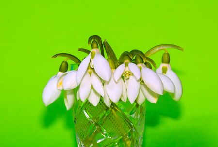 snowdrops on bright green backgroundの写真素材