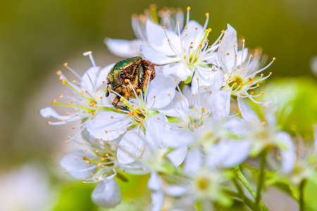 Rose Chafer  beetle on the flowersの写真素材