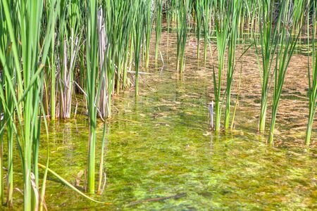 green reed swampの写真素材