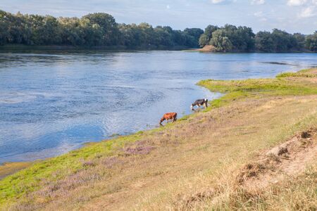cows drinking waterの写真素材