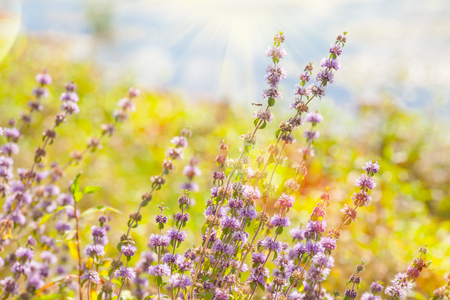 wild flowers in the sun raysの写真素材