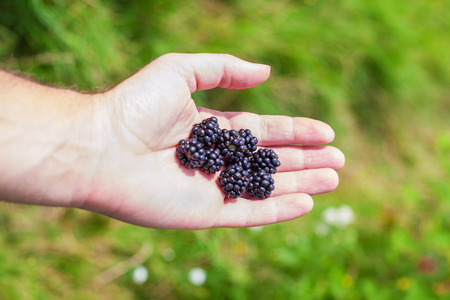 blackberry in the handの写真素材