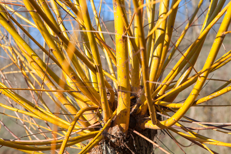 exotic tree with yellow barnches
