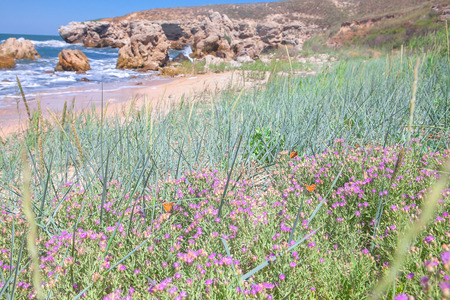 exotic beach with butterfliesの写真素材