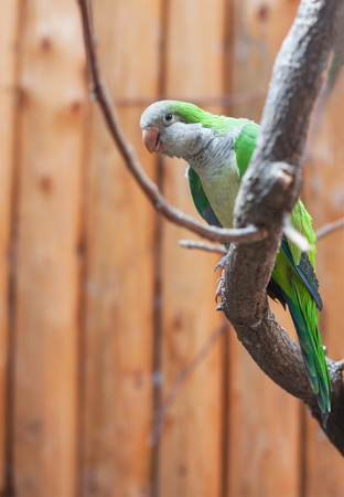 curious parrot