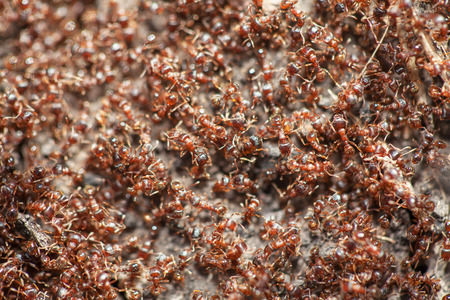 red ants workingの写真素材