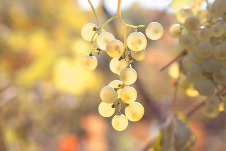 sweet golden grapesの写真素材