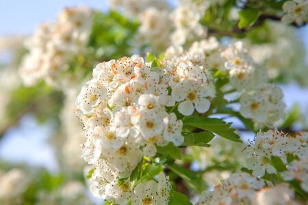cherry blossomの写真素材