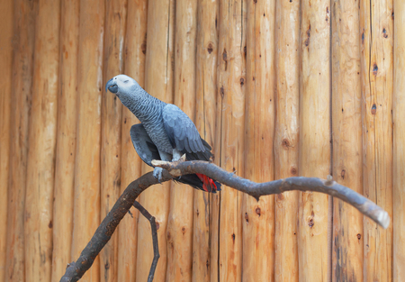 dreaming parrotの写真素材