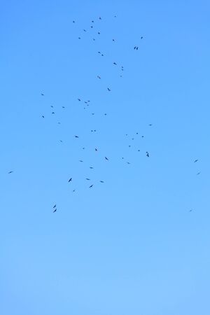 birds on the blue sky