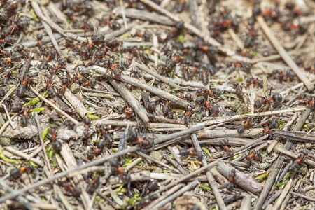 crowd of ants