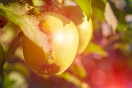 Apples on the sunlightの写真素材
