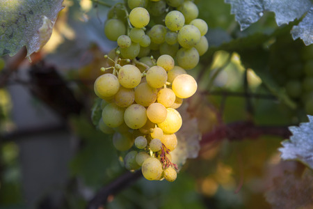 Ripe grapes on vineyardsの写真素材