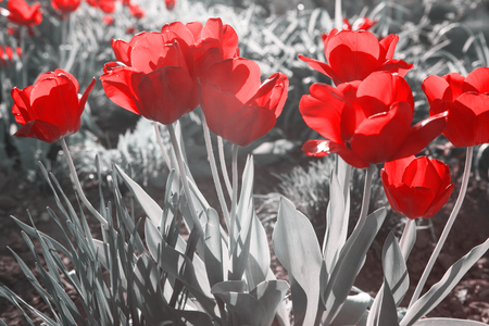 red tulipsの写真素材