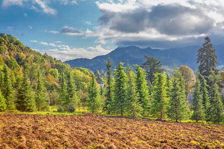 plowing field and fir treesの写真素材