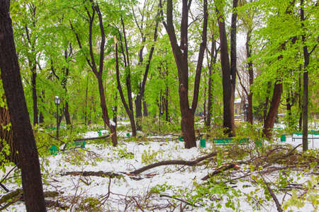 green trees broken by snowの写真素材