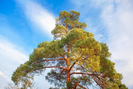 green pine against blue heavenの写真素材