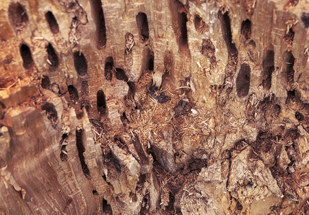 rotten wood textureの写真素材