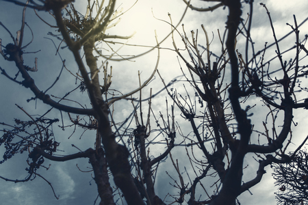 magical branches of the old treeの写真素材