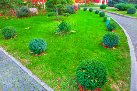 green bushes and lawnの写真素材