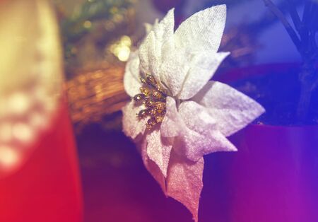 decorative flower with big petalsの写真素材