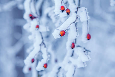 red berries in the snowの写真素材