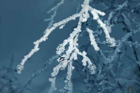 Branches in hoarfrostの写真素材