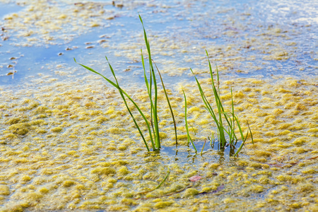 green reed in the puddle water