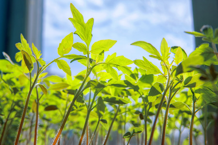 tomato seedlings grown at homeの写真素材