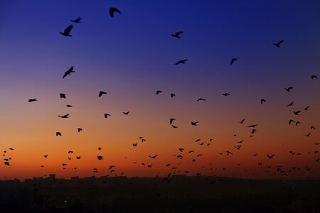 birds in the evening skyの写真素材