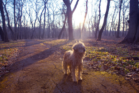 hungry and abandoned dog outdoorの写真素材