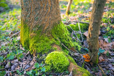 moss on a treeの写真素材