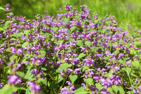 spring meadow with flowers