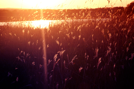 wilderness nature and sunlightの写真素材