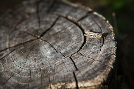 insect on the trunkの写真素材