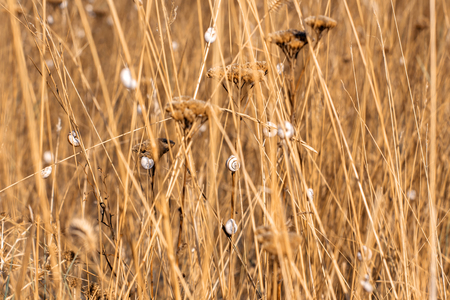 snails in the grassの写真素材