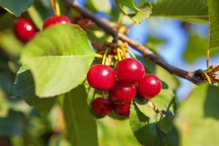 fresh red cherries