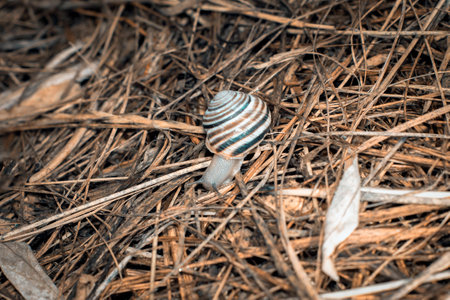 snail on the dry grassの写真素材
