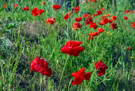 poppy flowersの写真素材