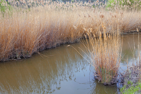 dry reed