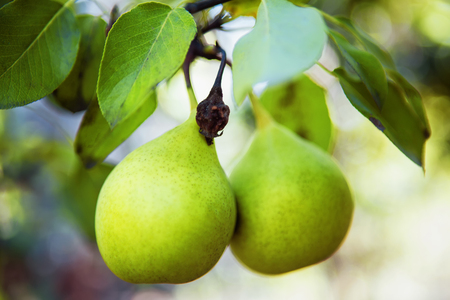 pears on branchesの写真素材