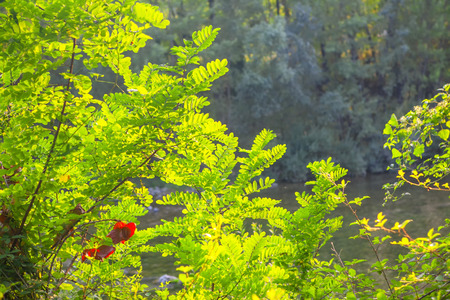 green twigs backgroundの写真素材