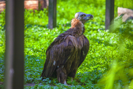 big griffin standing in the grassの写真素材