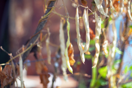 bean pods