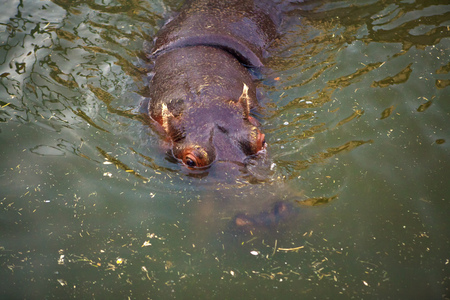 hippo in the swampの写真素材