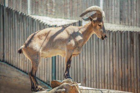 goat with big hornsの写真素材